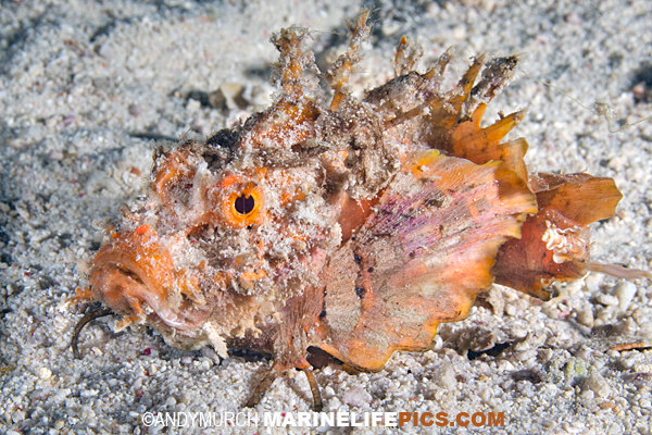 Spiny Devilfish Pictures Images Of Inimicus Didactylus